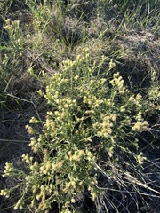 Eupatorieae