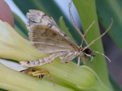 Dolicharthria daralis