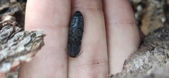 Lacon punctatus