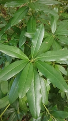 Rhododendron ponticum