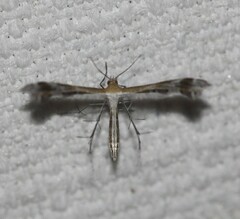 Stangeia xerodes