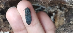 Lacon punctatus