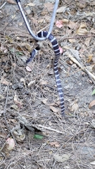 Bungarus multicinctus