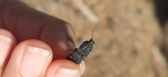 Lacon punctatus