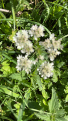 Astrantia major