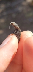 Lacon punctatus