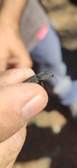 Lacon punctatus
