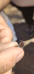 Lacon punctatus