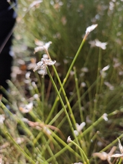 Genista umbellata