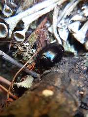 Platydema violacea