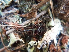 Platydema violacea