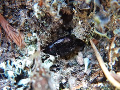 Platydema violacea