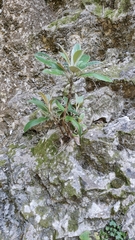 Brachyglottis laxifolia