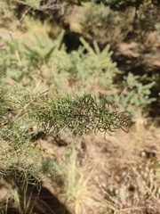 Adenocarpus decorticans