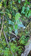 Brachyglottis laxifolia