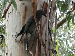 Strepera versicolor versicolor