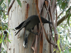 Strepera versicolor versicolor