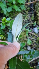 Brachyglottis laxifolia
