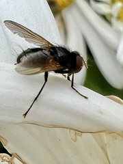 Hydrotaea