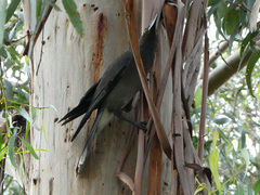 Strepera versicolor versicolor