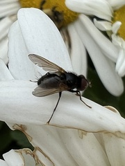 Hydrotaea
