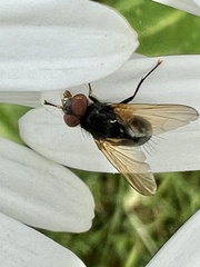 Hydrotaea