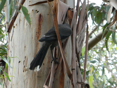 Strepera versicolor versicolor