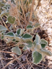 Marrubium supinum