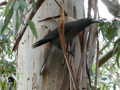 Strepera versicolor versicolor