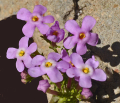 Chaenostoma cordatum