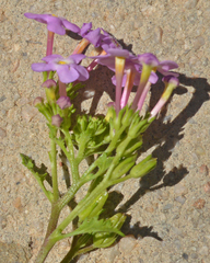 Chaenostoma cordatum