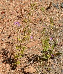 Chaenostoma cordatum