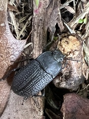 Asiopus minimus