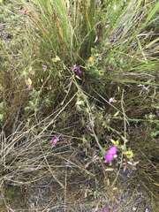 Polygala refracta
