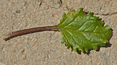 Chaenostoma cordatum