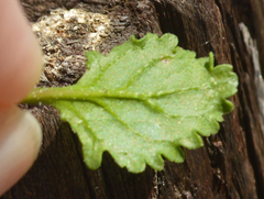 Chaenostoma cordatum