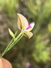 Polygala refracta