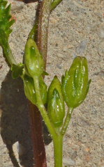 Chaenostoma cordatum