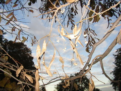 Tilia americana heterophylla