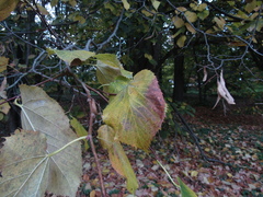 Tilia americana heterophylla