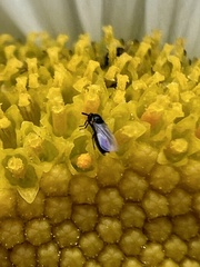 Swammerdamella