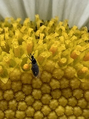 Swammerdamella