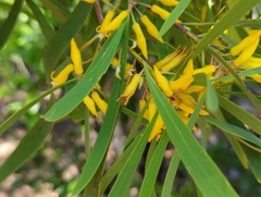 Persoonia falcata