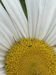 Swammerdamella