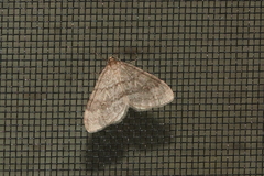 Operophtera brumata