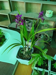 Spathoglottis unguiculata