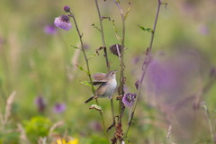 Helopsaltes ochotensis