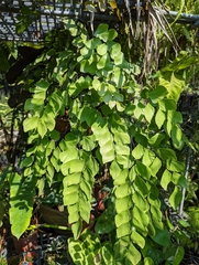 Adiantum peruvianum