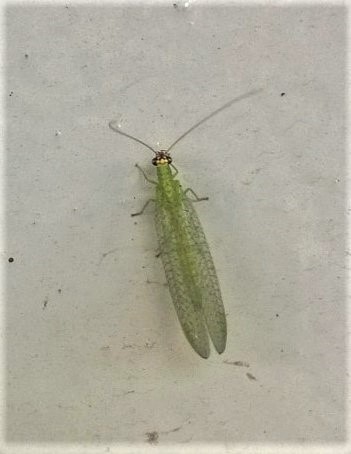 Golden-eyed Lacewing photo 6