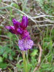 Anacamptis papilionacea